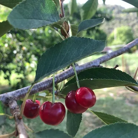 Cherry Dream Garden
